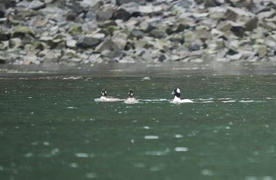 Bufflehead - Bucephala albeola