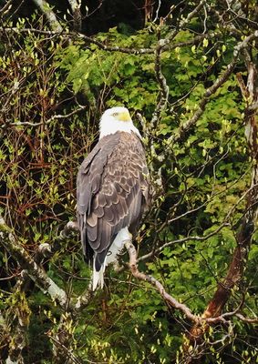 Bald eagle 11.JPG res.JPG