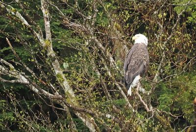 Bald eagle