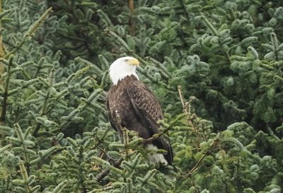 Bald eagle