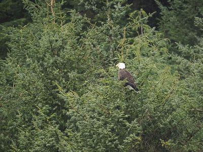 Bald eagle