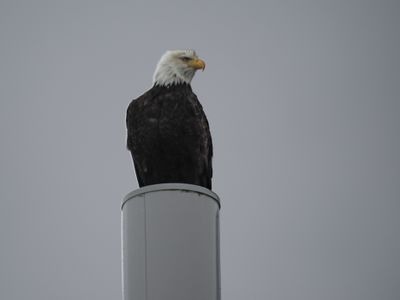 Bald eagle supervising a salmon cannery