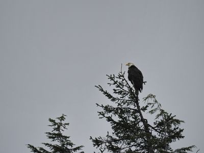 Bald eagle