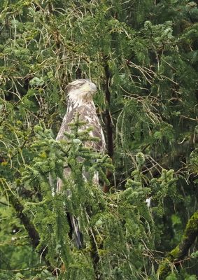 Sub-adult bald eagle