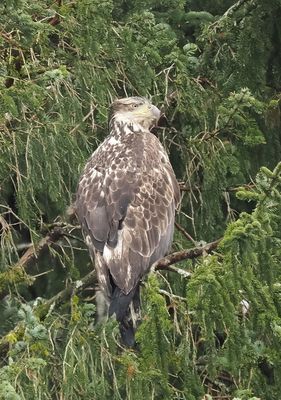 Sub-adult bald eagle