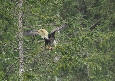 Bald eagle - ready to depart