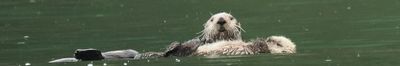 Sea otter with baby
