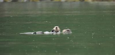 Sea otters - floating lesson for Junior