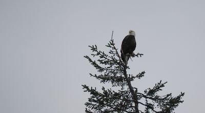 Bald eagle