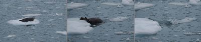 Sea lion on ice plaque