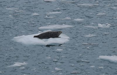 Sea lion - floating on ice