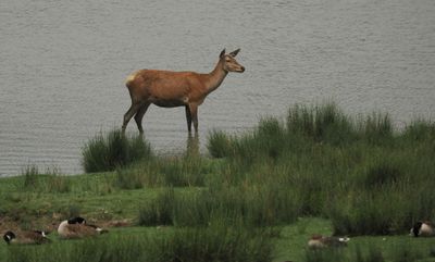 Red deer