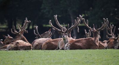 Red deer having a rest