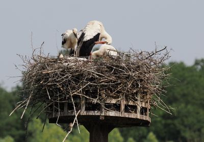 White stork family
