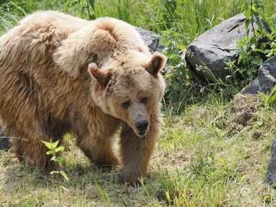 Brown bear