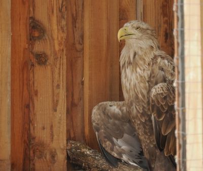 Sea eagle