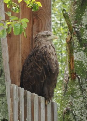 Sea eagle