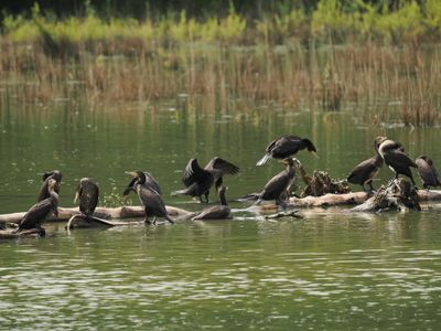 Cormorant conference