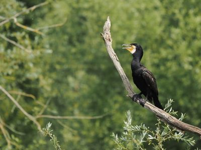 Great cormorant