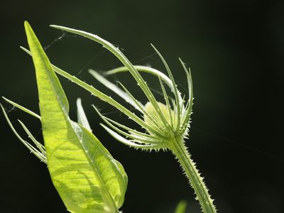 Prickly