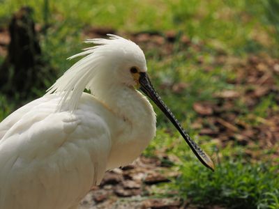Spoonbill