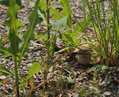 Eurasian stone curlew chick