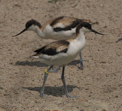 Pied avocets - juveniles