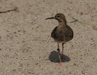 Ruff - chevalier combattant