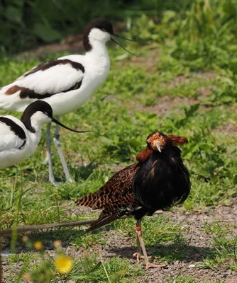 Ruff - chevalier combattant - not taking kindly to the avocets