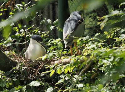 Night heron nest