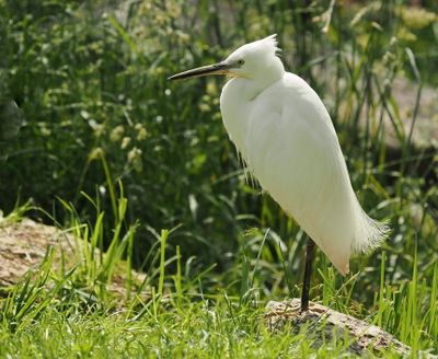Little egret