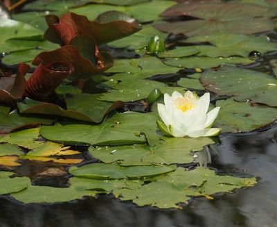 Water lily