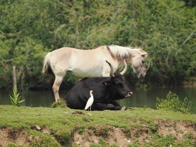 Tarpan Horse with Aurochs and Cattle Egret