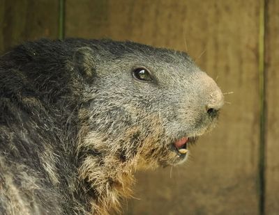 Marmot