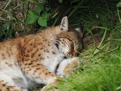 Lynx - tired