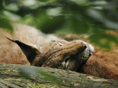 Lynx - tired