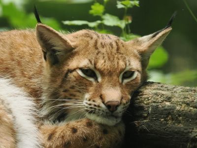 Lynx - tired