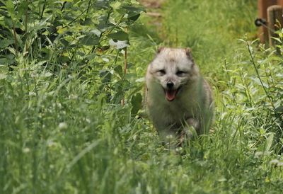 Arctic fox