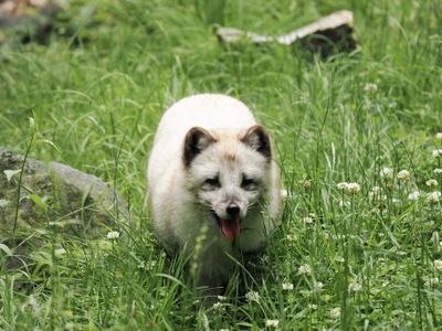 Arctic fox