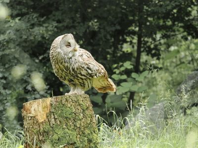 Great grey owl