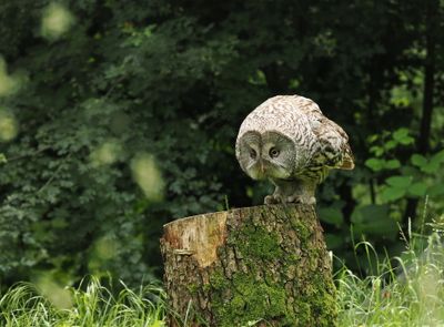 Great grey owl