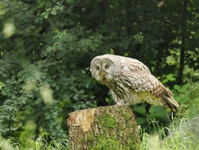 Great grey owl