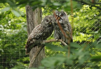 Great grey owls