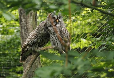 Great grey owls