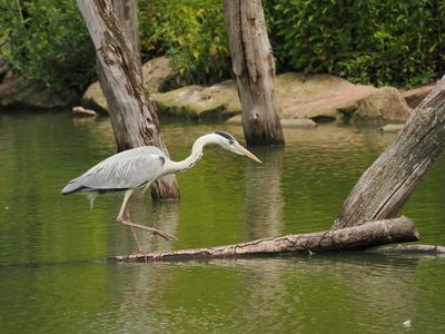 Grey heron - hron cendr - Graureiher - Groreer - ardea cinera