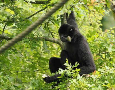 Gibbon
