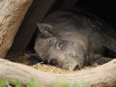 Wild boar