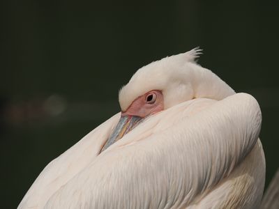 Pelican