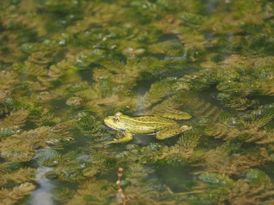 Frog