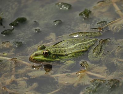Frog